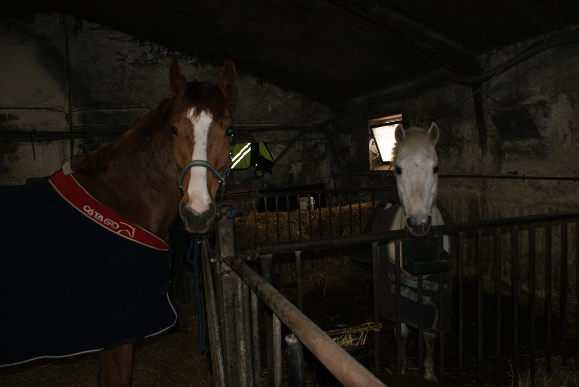 Dansk Varmblod Engeplet Charmeur <3 *Vildhesten* - Stjerner :-* billede 16