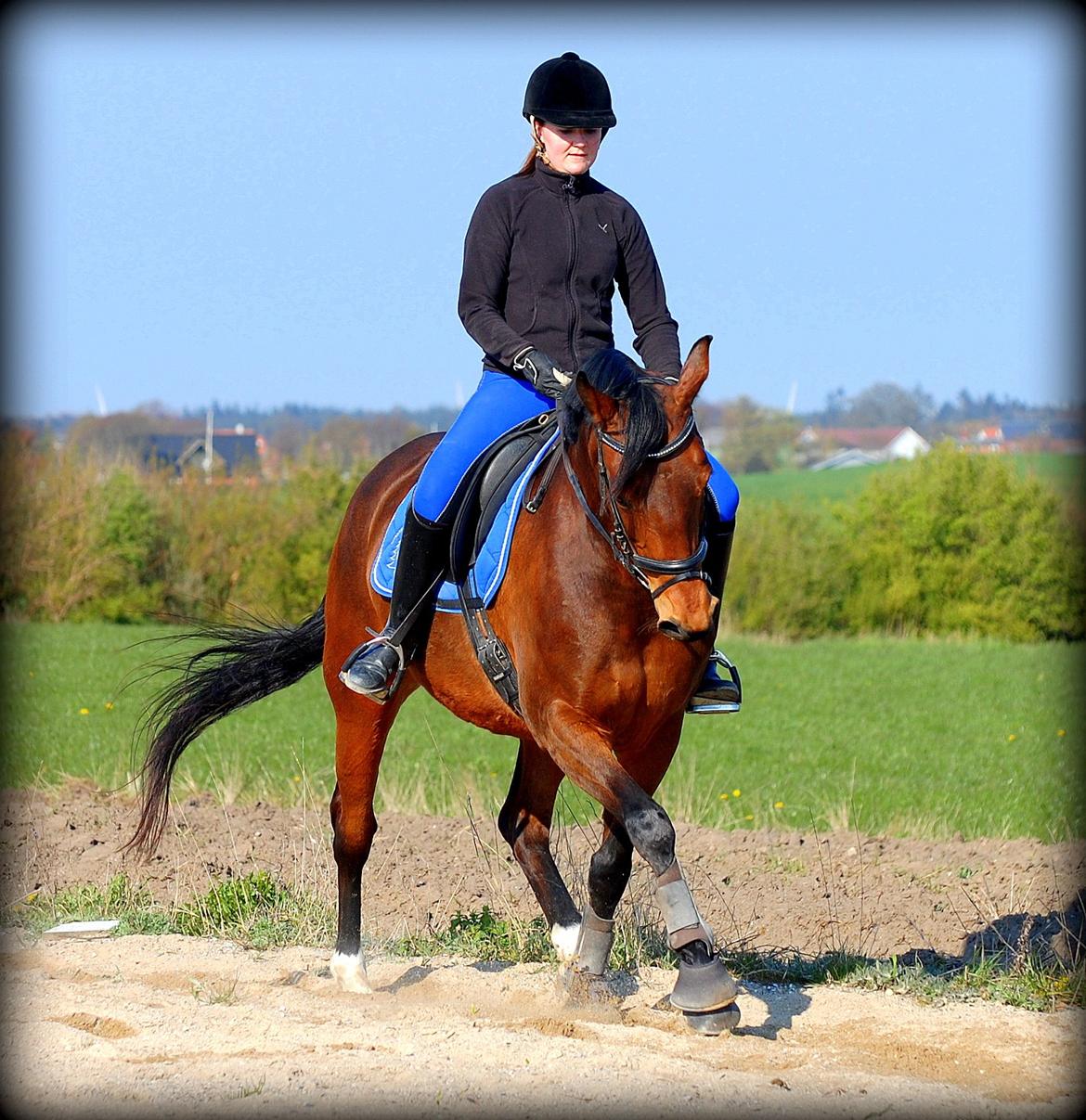 Dansk Varmblod Coffee Cup - Lidt sidebevægelse :) billede 3