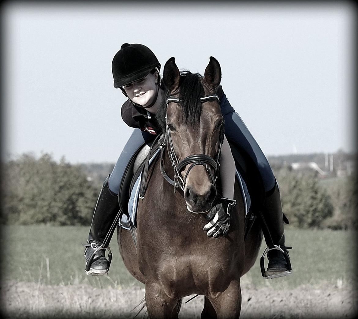 Dansk Varmblod Coffee Cup - Søde søde Coffee billede 6