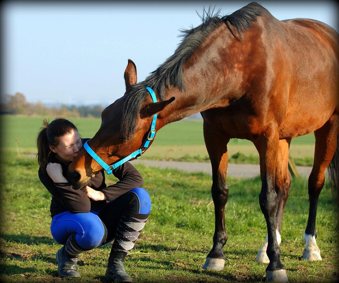 Dansk Varmblod Coffee Cup - Et mys til en dejlig hest :) billede 8