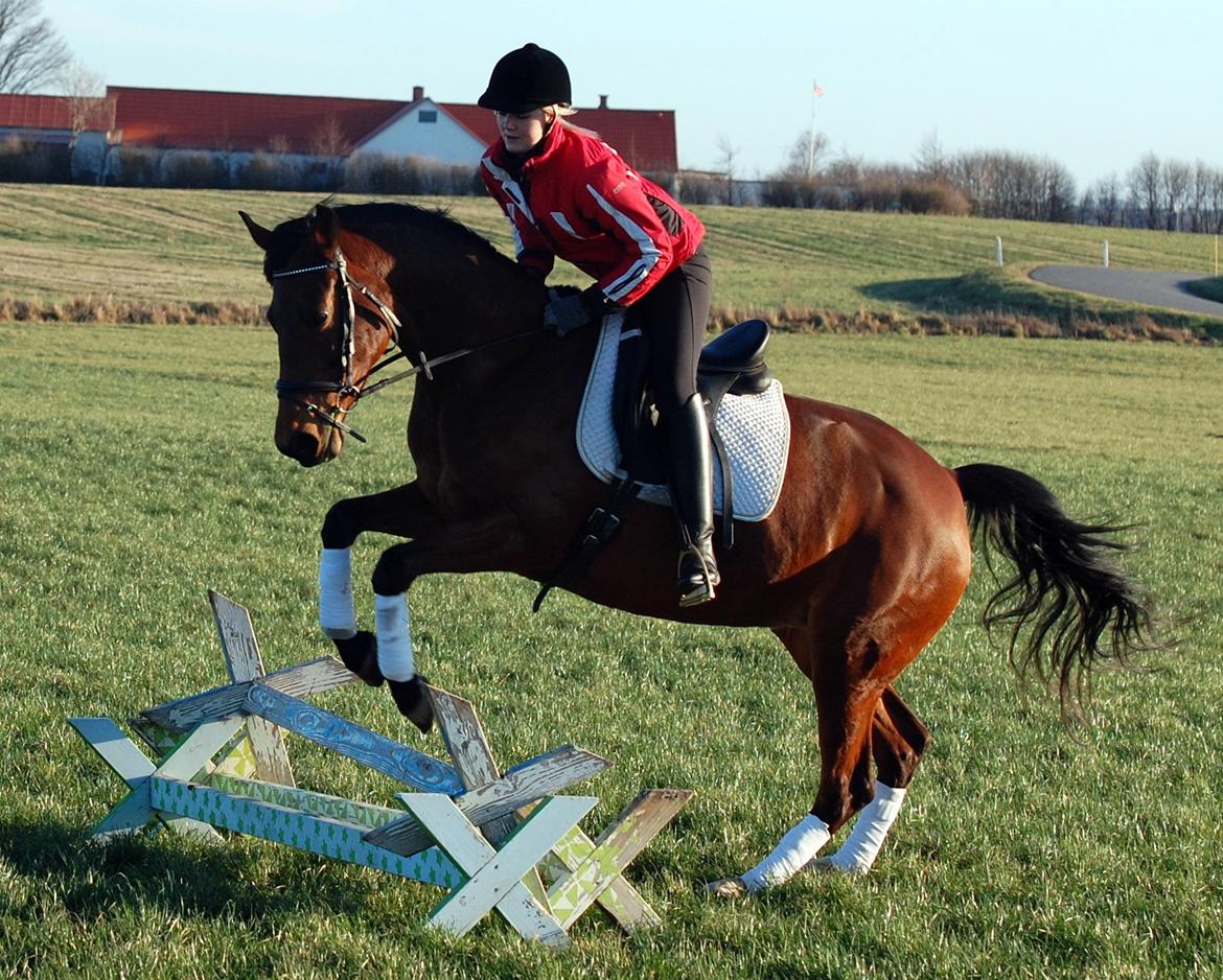 Dansk Varmblod Coffee Cup - Første gang jeg prøvede hende :) Det var imens Ditte red hende, så skulle hun lige springe lidt ;) billede 13