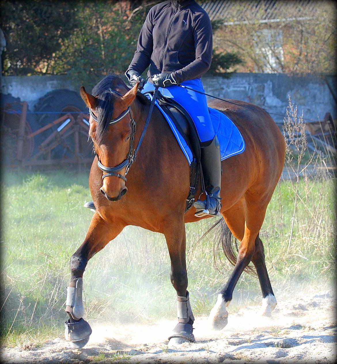 Dansk Varmblod Coffee Cup - Fine pigen :) billede 17