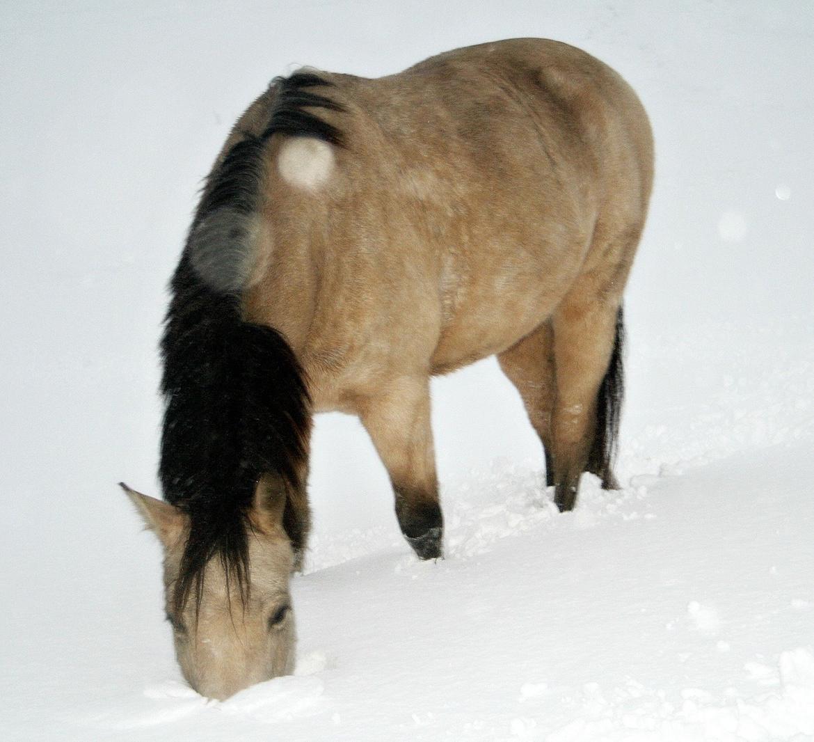 Anden særlig race Hest Jackmann *solgt* billede 14