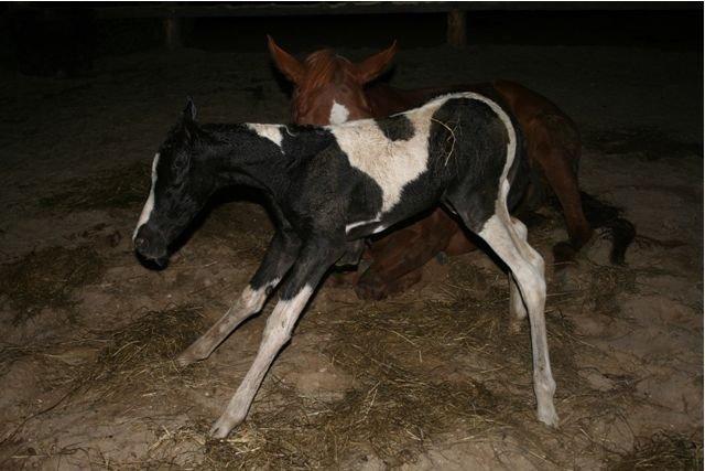 Paint Eskelunds Helga <3  billede 44