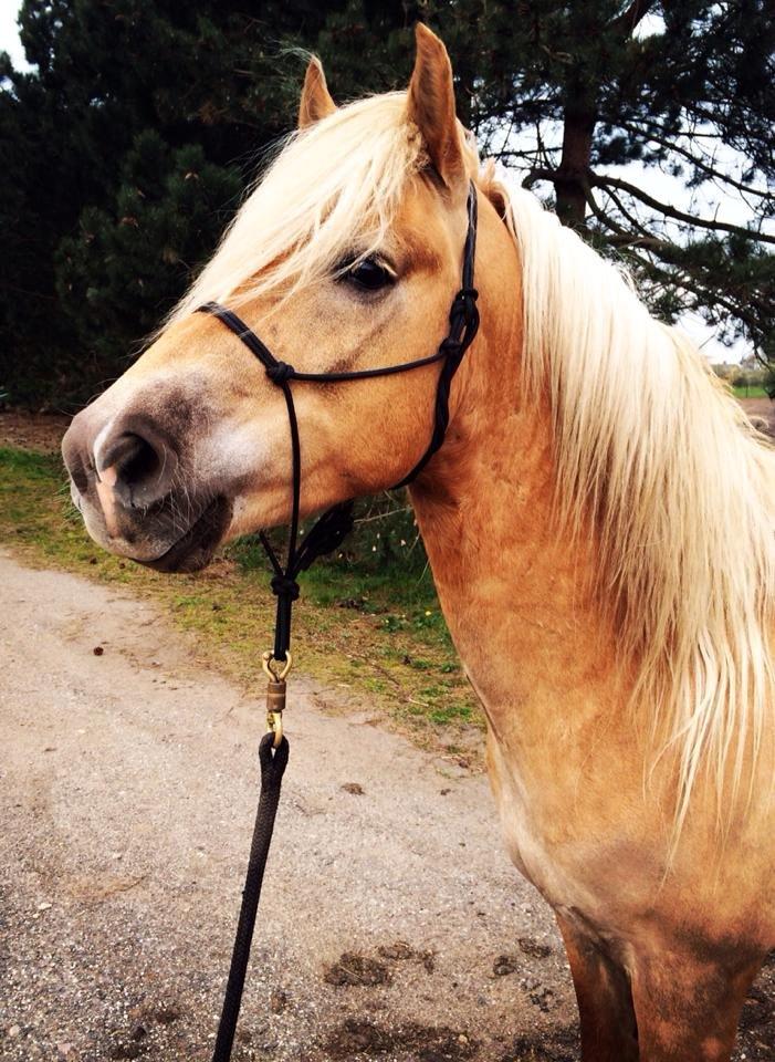 Tyroler Haflinger Walando - Min snart store dreng på nu 5 år ;) billede 1