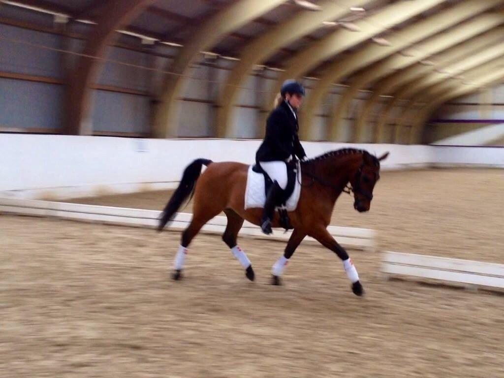 Anden særlig race Cosmo billede 10