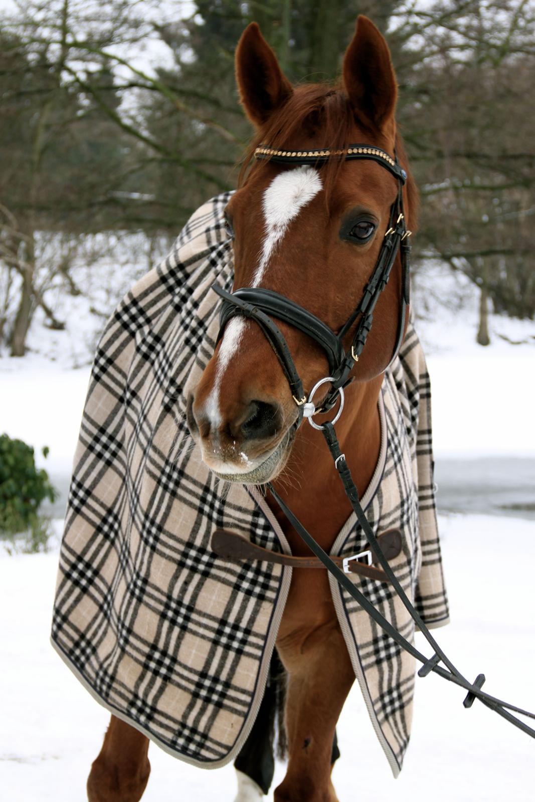 Anden særlig race May Carnation - Smukke May Carnation - Februar 2014 billede 1
