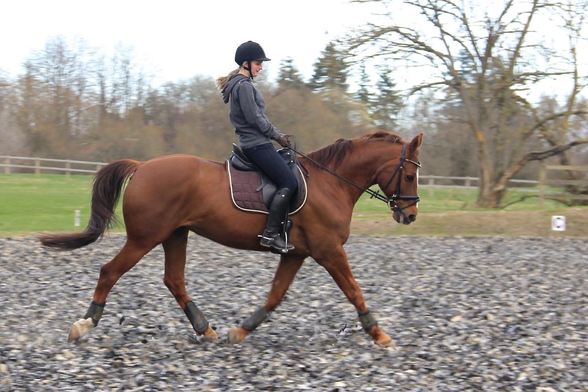 Anden særlig race May Carnation - Dressur, april 2013 billede 4