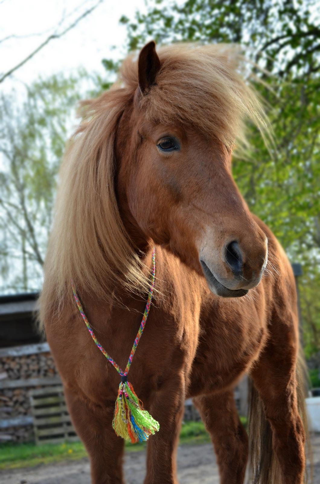 Islænder Stjarni fra Pilegaarden - Hawtnesss! billede 1