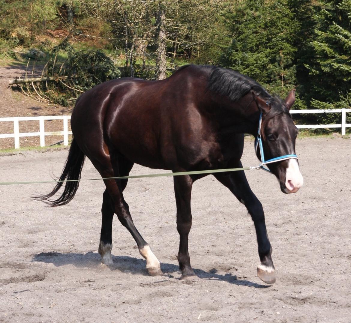 Anden særlig race Klitgaards Mr Big *R.I.P* - 21 april, super lækker form, 3 gang i longe nogensinde, løslongerer normalt billede 15