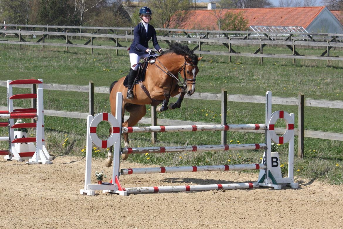 Dansk Varmblod Mulan *Lille Pigen* - LA1* 19.04.14 billede 2