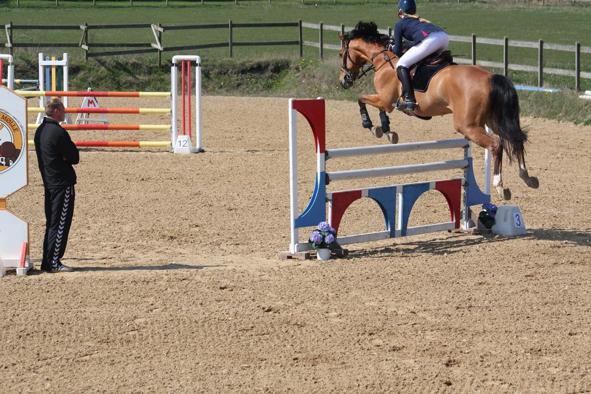 Dansk Varmblod Mulan *Lille Pigen* - LA1* 19.04.14 billede 38