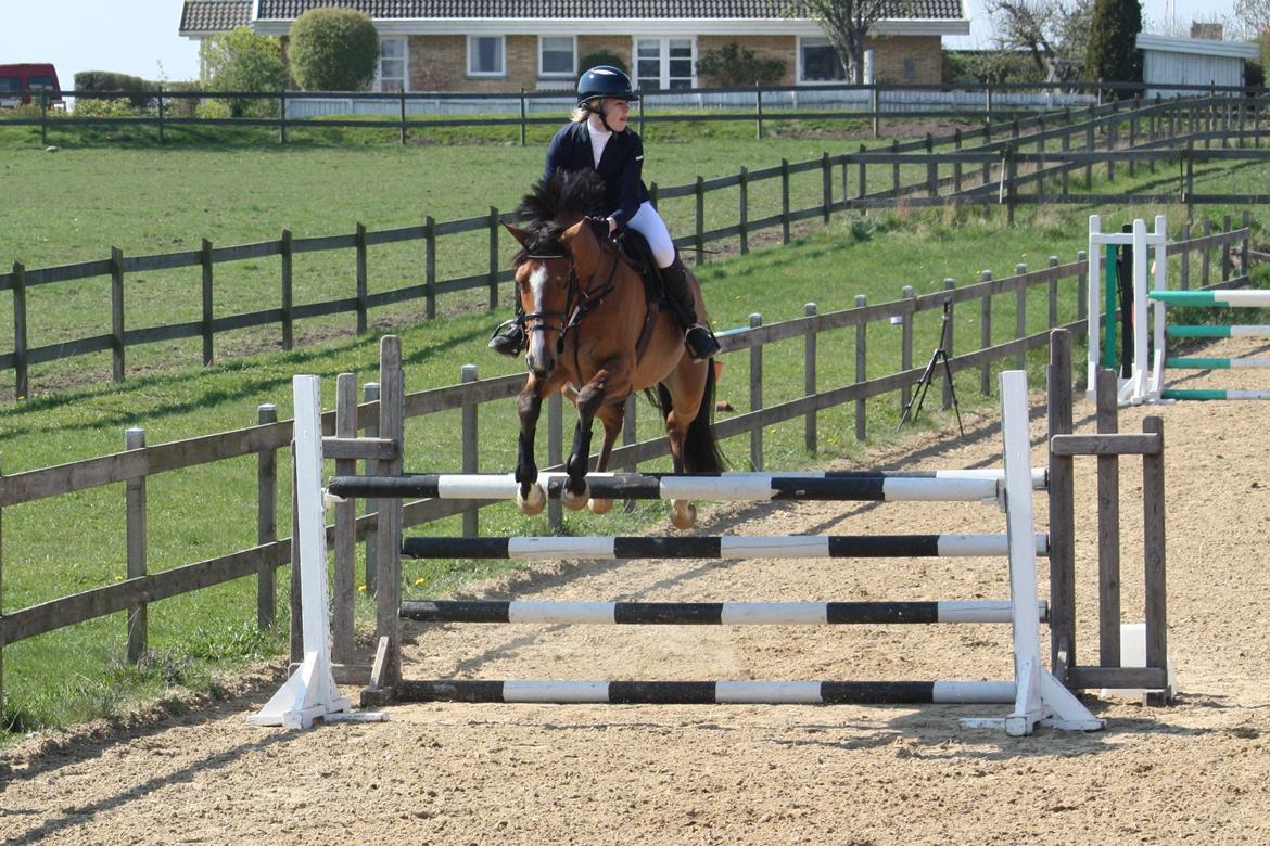 Dansk Varmblod Mulan *Lille Pigen* - LA1* 19.04.14 billede 36