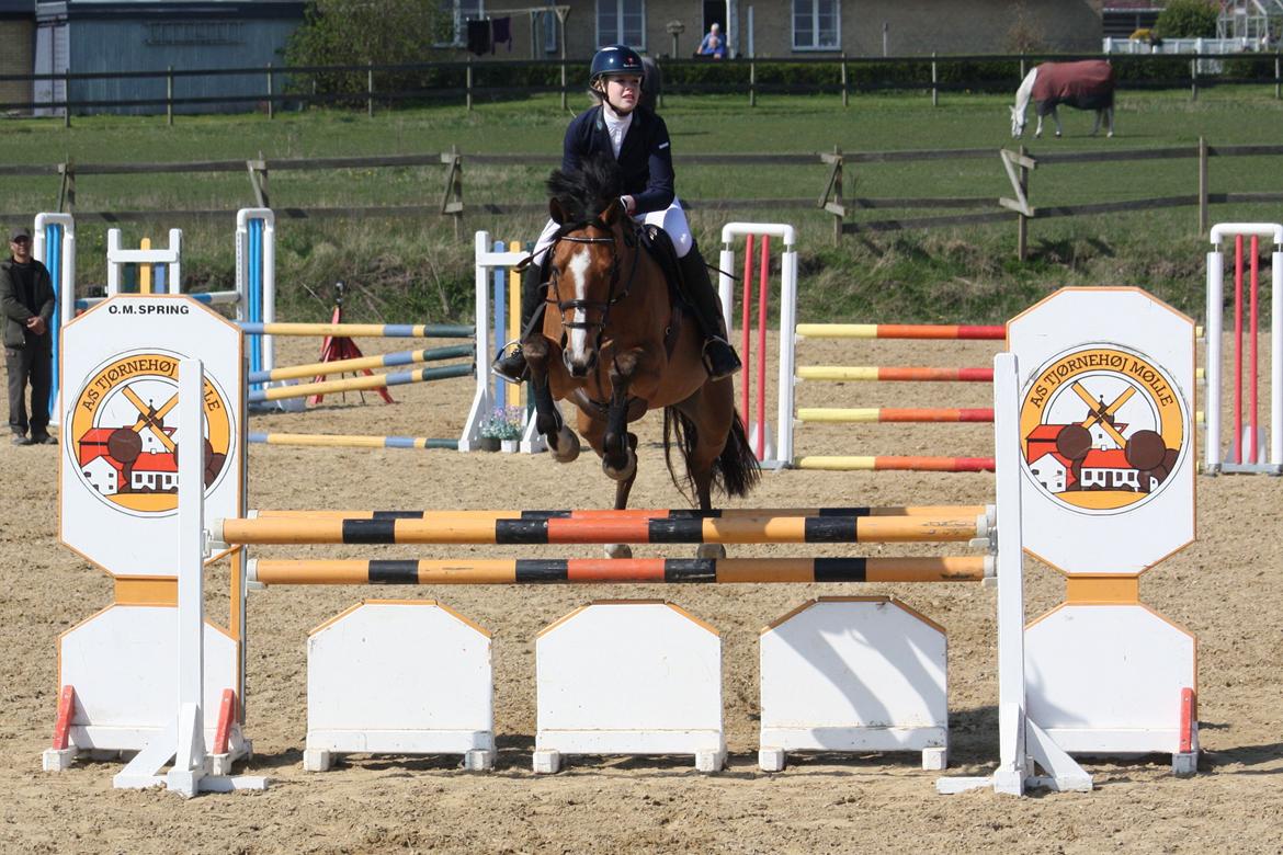 Dansk Varmblod Mulan *Lille Pigen* - LA1* 19.04.14 billede 1