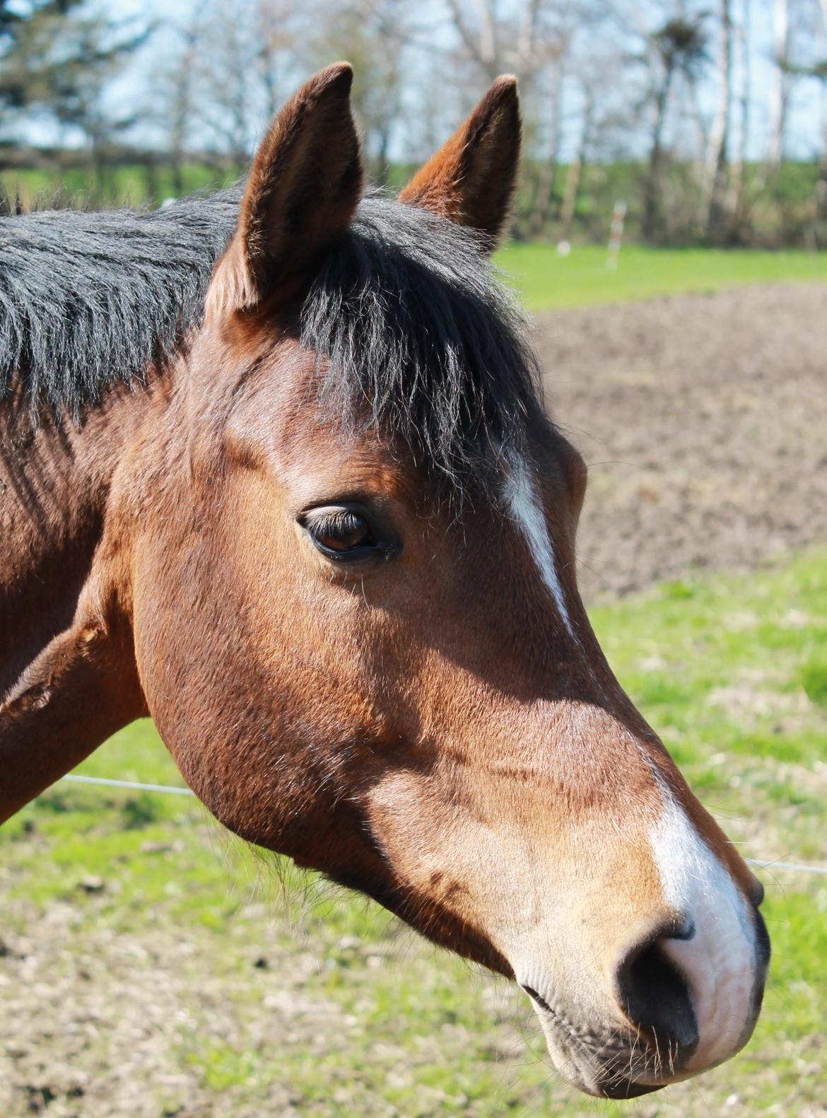 Anden særlig race Shah Little Miss May billede 6