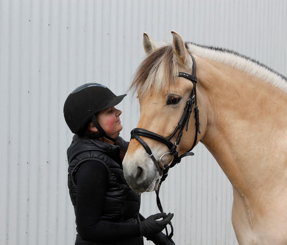 Fjordhest Carlos Sax - Photoshoot april 2014 billede 4