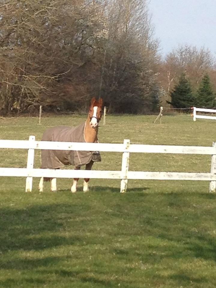 Dansk Varmblod Østerlykkes Frede - Frede glor når jeg hopper på trampolin! :P billede 1