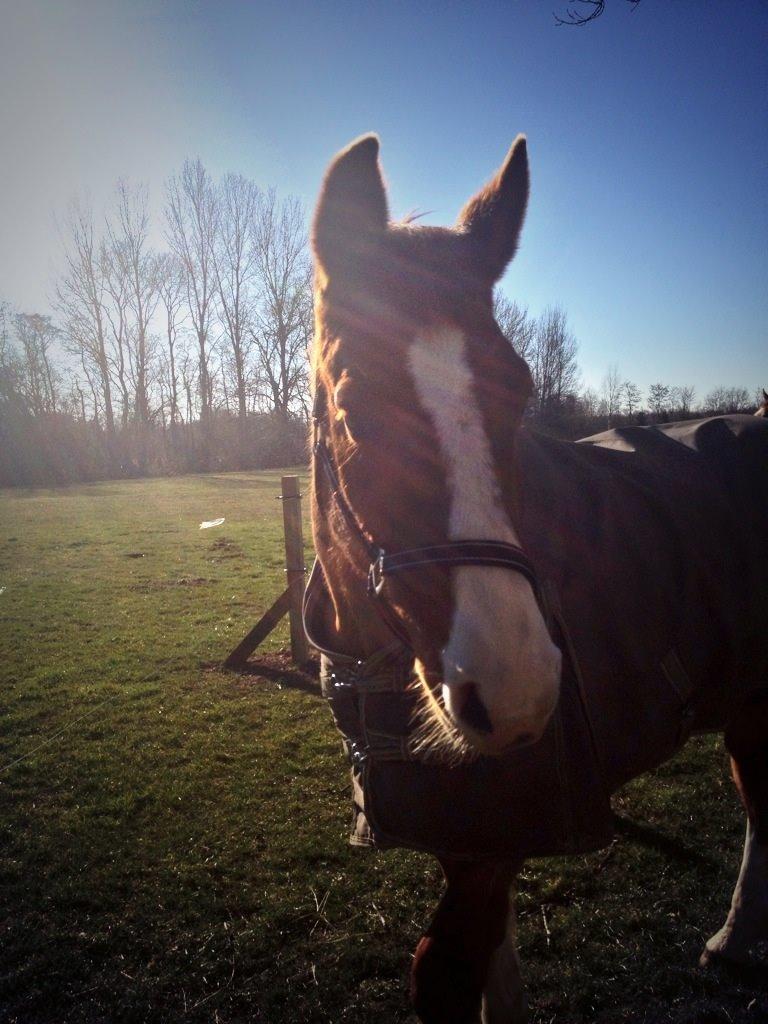 Dansk Varmblod Østerlykkes Frede - Første billede jeg tog af ham :) billede 2