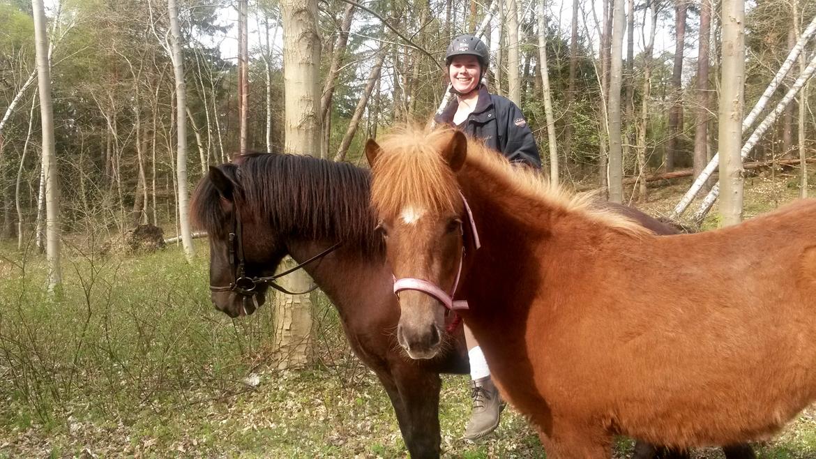 Islænder Grímséy fra Isfryd - Grímséy første tur i skoven som håndhest. billede 13