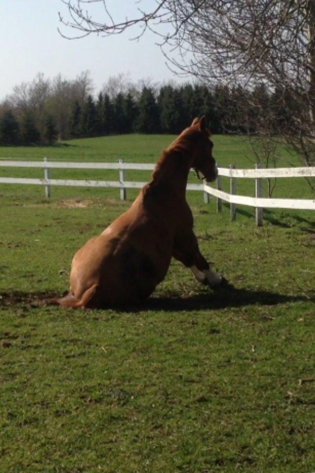 Dansk Varmblod Østerlykkes Frede - På vej op, efter at have rullet sig :P billede 3