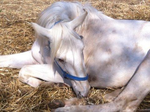 Palomino MiTho`s Diablo Blanco billede 24