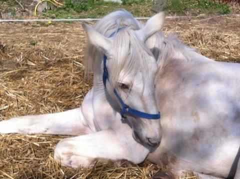 Palomino MiTho`s Diablo Blanco billede 25