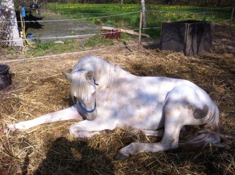 Palomino MiTho`s Diablo Blanco billede 26