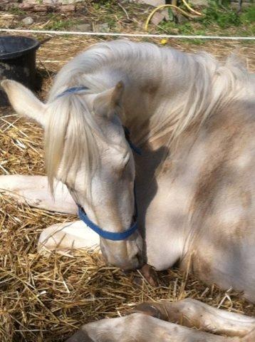 Palomino MiTho`s Diablo Blanco billede 27