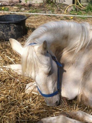 Palomino MiTho`s Diablo Blanco billede 28