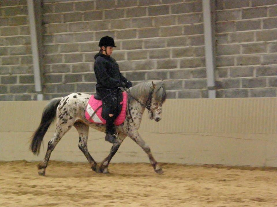 Knabstrupper paolo billede 1