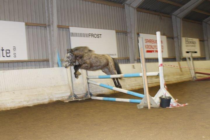 Knabstrupper paolo billede 7