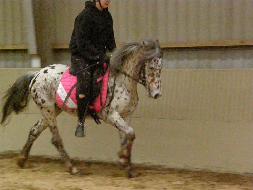 Knabstrupper paolo billede 6