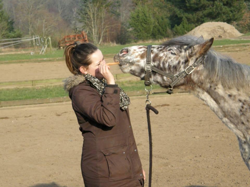 Knabstrupper paolo billede 2