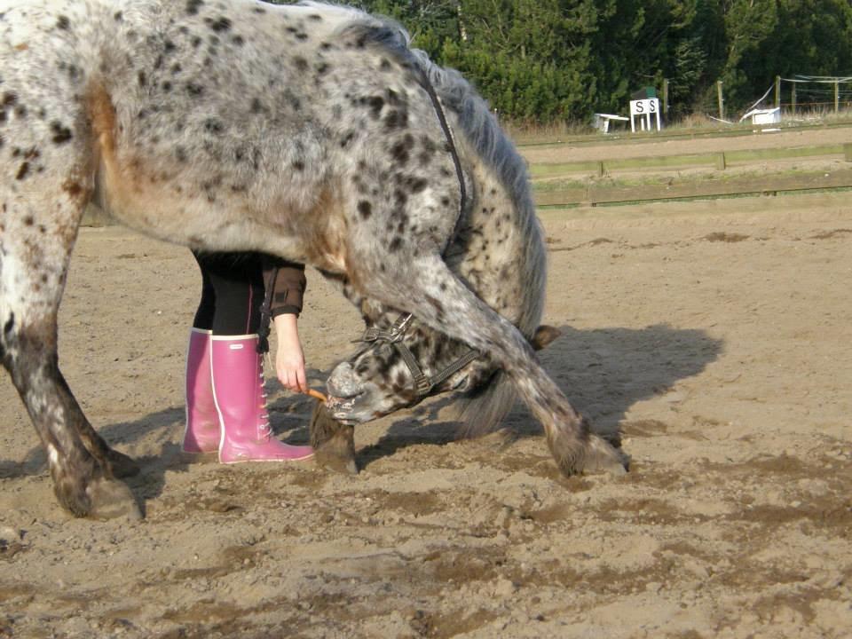 Knabstrupper paolo billede 8