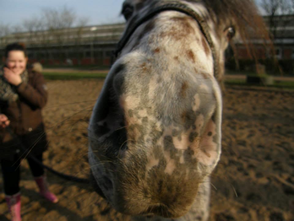 Knabstrupper paolo billede 9