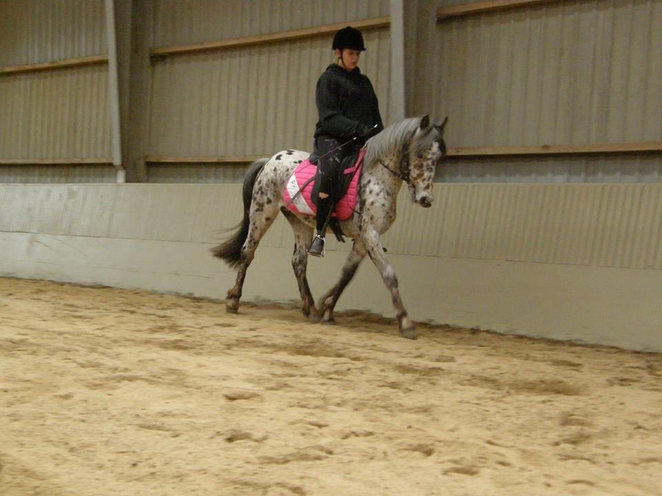 Knabstrupper paolo billede 3