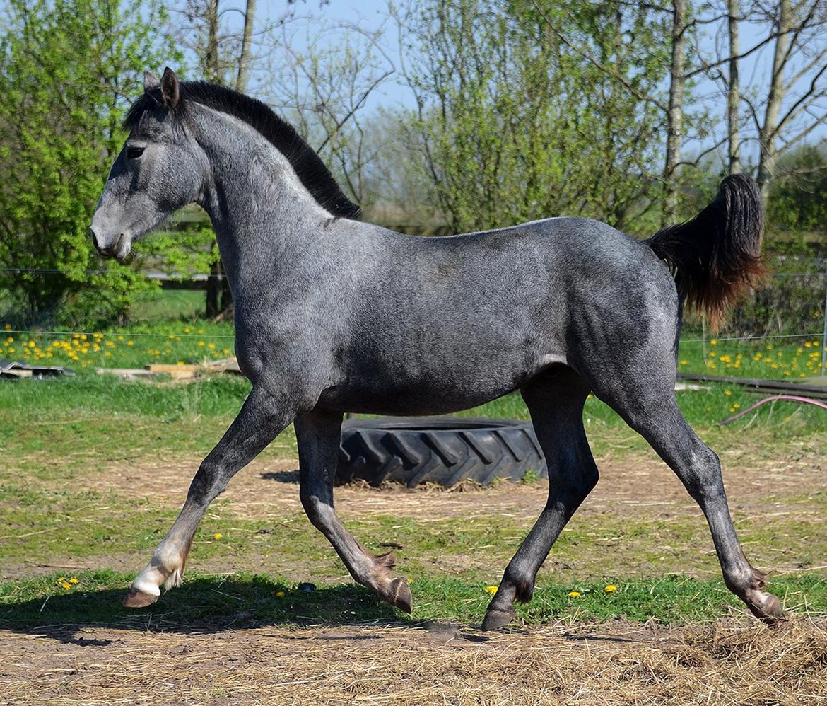 Barockpferd Nordlicht's Anarchy billede 5