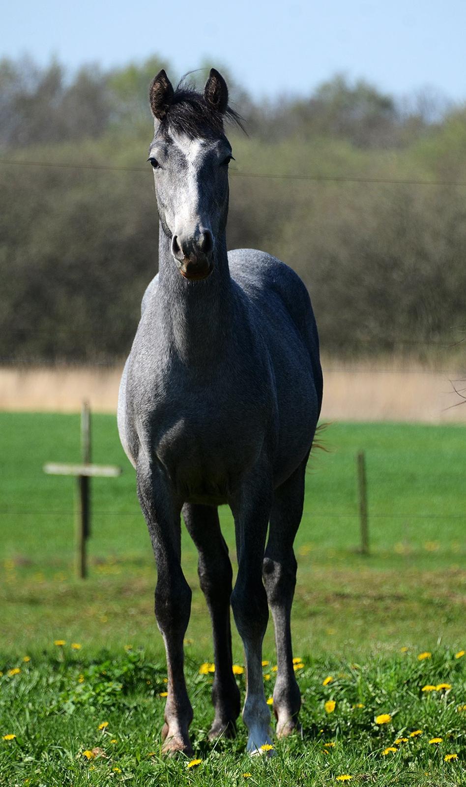 Barockpferd Nordlicht's Anarchy billede 7