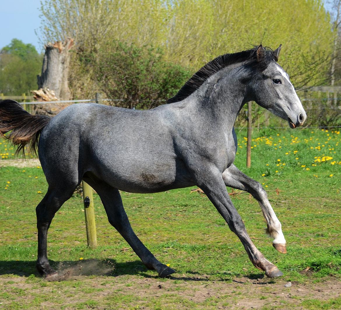 Barockpferd Nordlicht's Anarchy billede 2