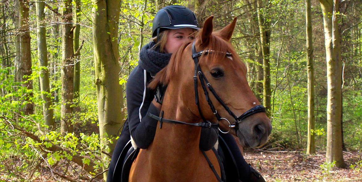 Tysk Sportspony Bacardi billede 1