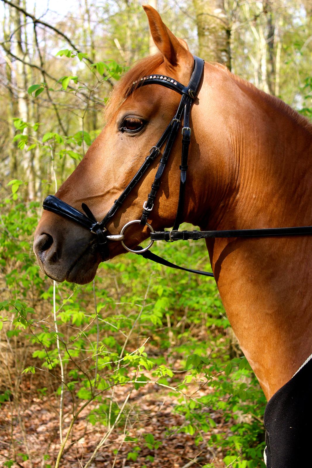 Tysk Sportspony Bacardi billede 2