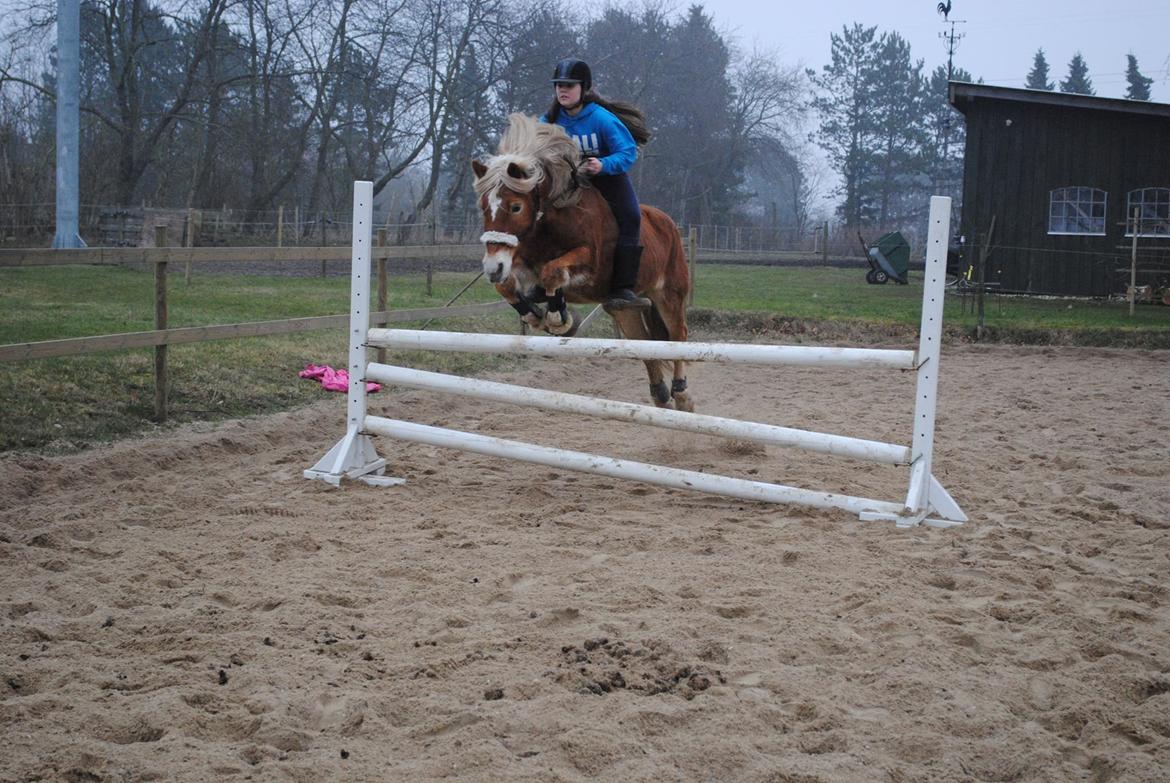 Haflinger Angelica Møllehøjgård - 95 cm <33 billede 11
