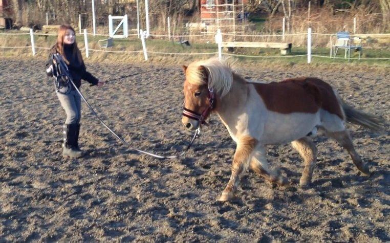 Shetlænder Basti billede 3