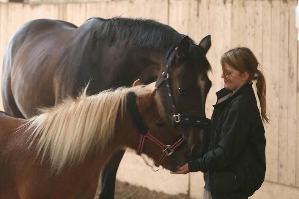 Shetlænder Basti - Elsker mine to drenge <3 billede 7