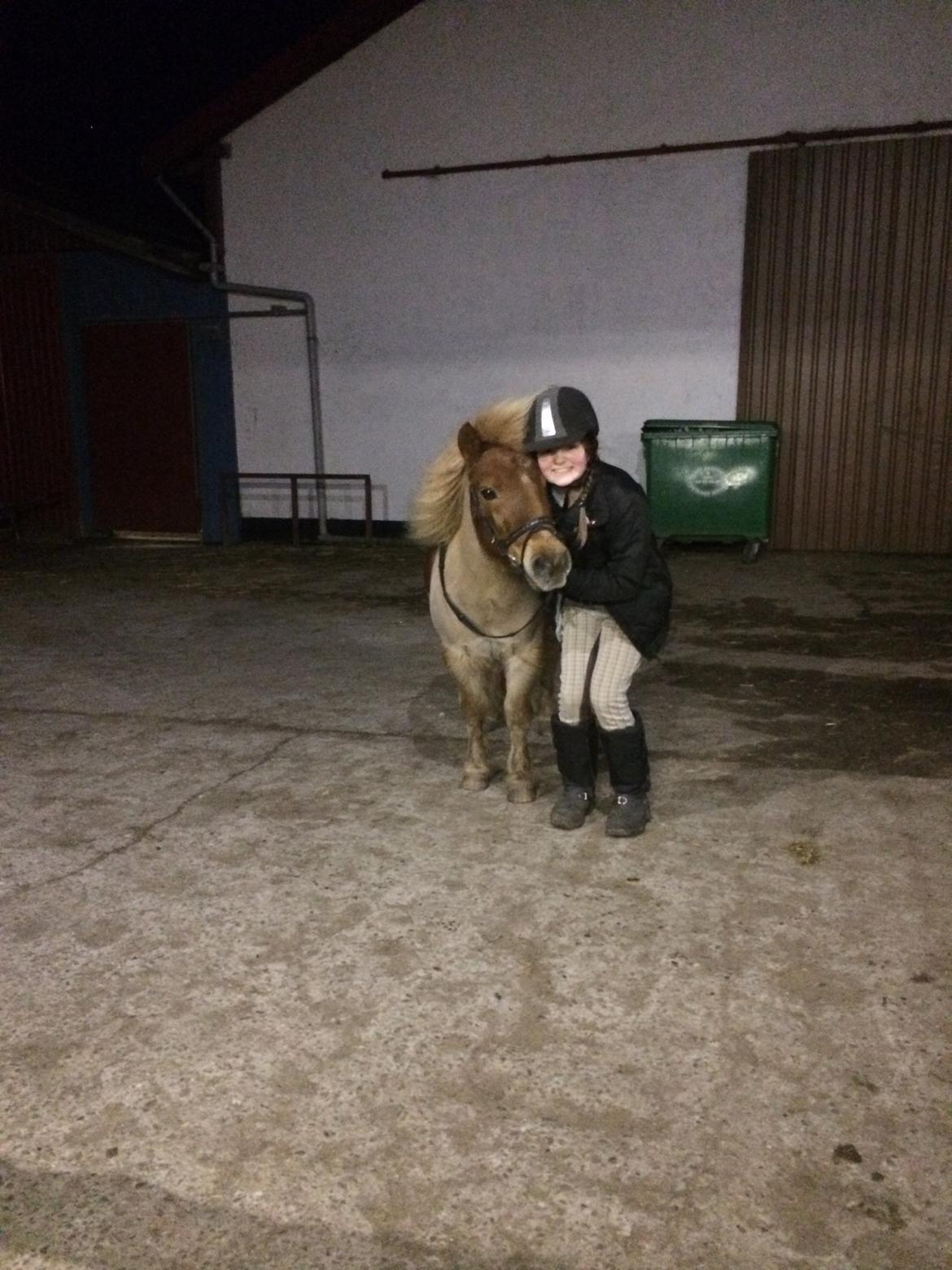 Shetlænder Basti billede 10