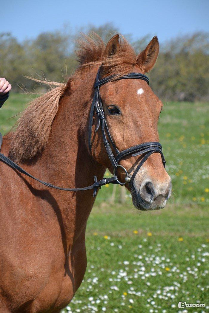 Anden særlig race Lykkelundens Jackpot<3 A pony billede 10