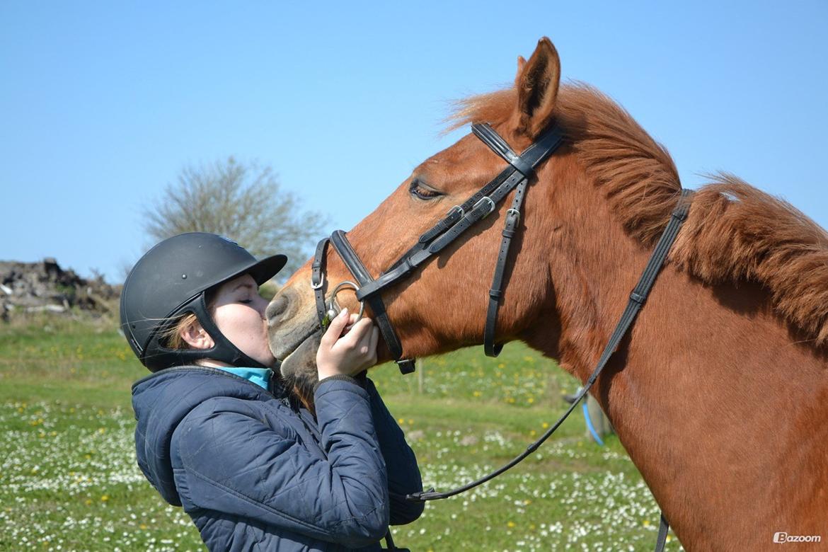 Anden særlig race Lykkelundens Jackpot<3 A pony billede 12