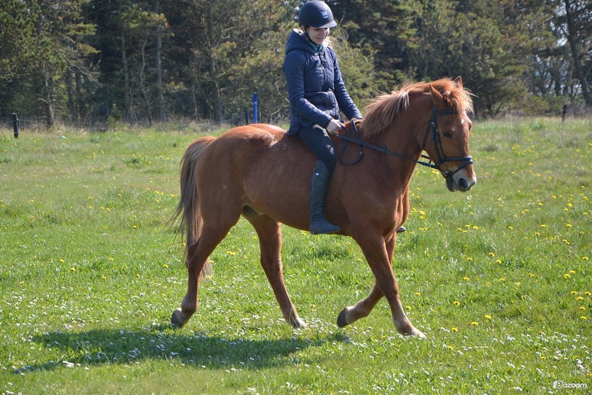 Anden særlig race Lykkelundens Jackpot<3 A pony billede 14