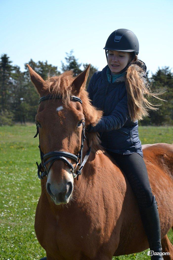 Anden særlig race Lykkelundens Jackpot<3 A pony billede 15