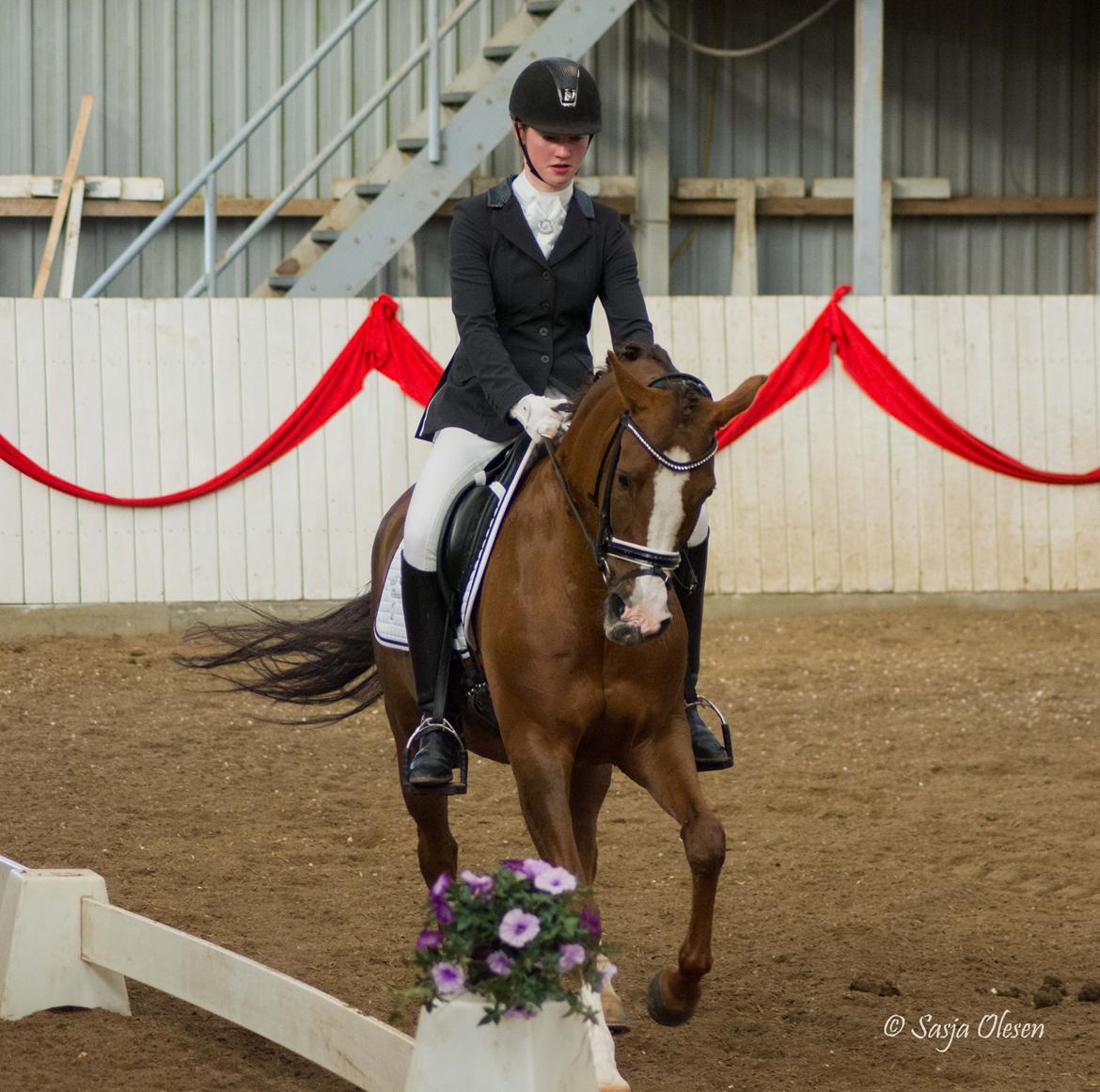 Hollandsk Sportspony Orchid's Marinja B-pony billede 17